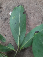 Alseodaphne semecarpifolia