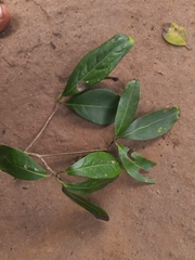 Alseodaphne semecarpifolia