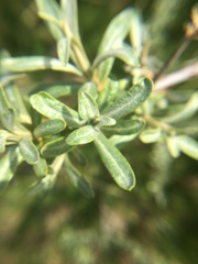 Hippophae