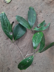 Alseodaphne semecarpifolia