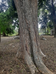 Alseodaphne semecarpifolia