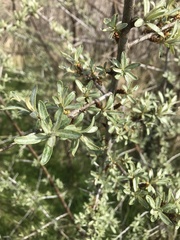 Hippophae