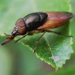 Diptera