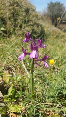Anacamptis boryi