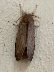 Lymantriinae
