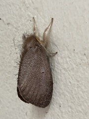 Lymantriinae