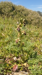 Ophrys cretica