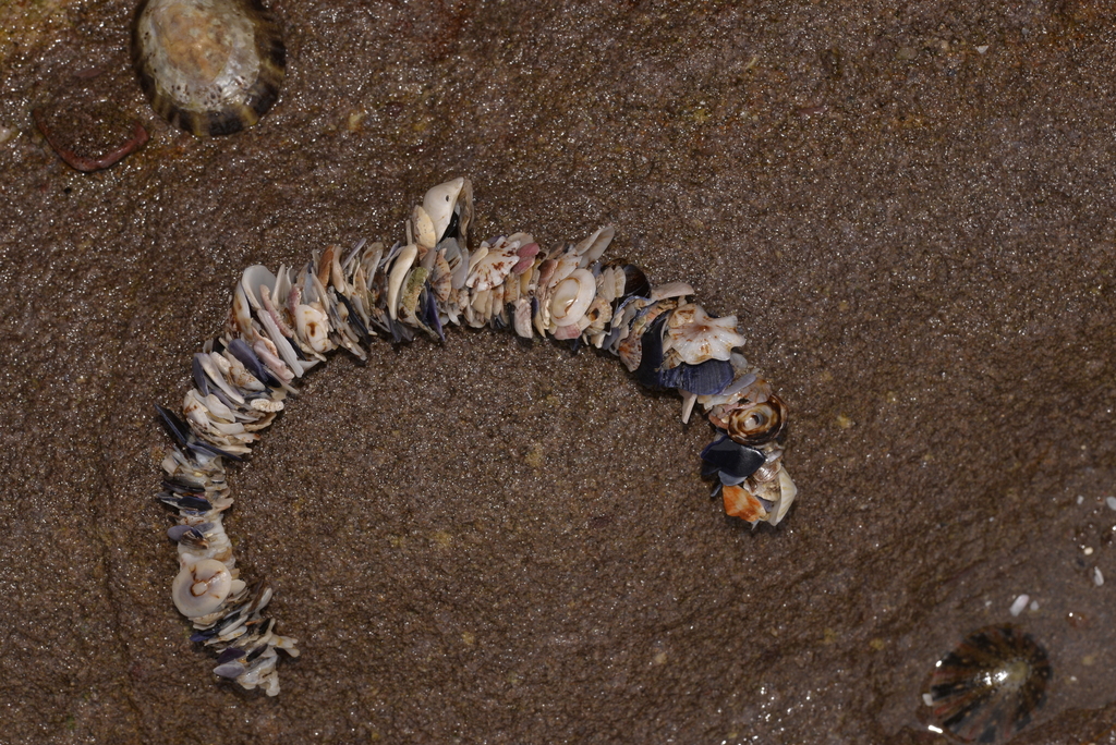Shaggy Parchment Tubeworm from Eden NSW 2551, Australia on January 18