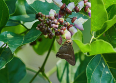 Hasora chromus chromus