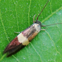 Lepidoptera