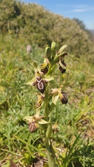 Ophrys cretica