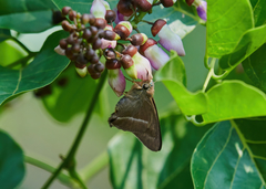 Hasora chromus chromus