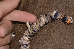 Diopatra dentata