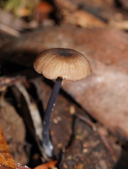 Entoloma albidocoeruleum