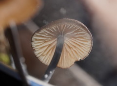 Entoloma albidocoeruleum