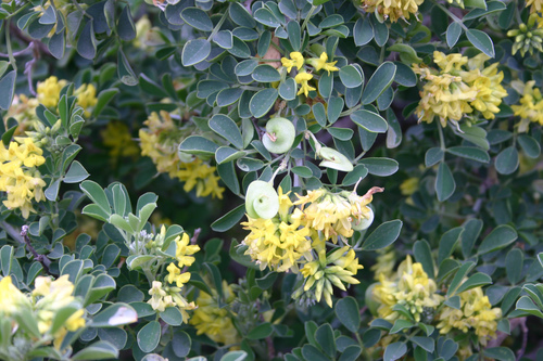 Representative image of Medicago arborea citrina