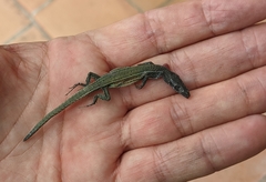 Podarcis liolepis