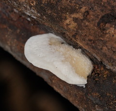 Postia lactea