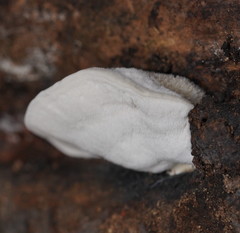 Postia lactea