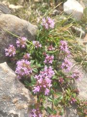 Thymus longicaulis