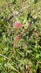 Trifolium physodes