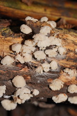 Marasmiellus affixus