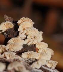 Marasmiellus affixus