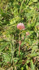 Trifolium physodes