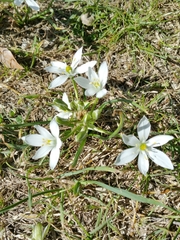 Ornithogalum refractum