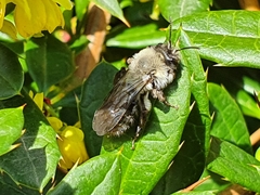 Andrena vaga