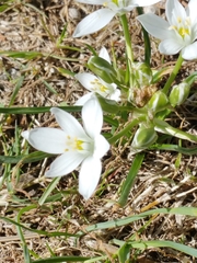 Ornithogalum refractum