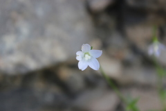 Wahlenbergia rupestris