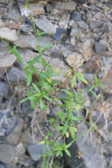 Wahlenbergia rupestris