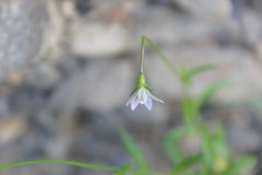 Wahlenbergia rupestris