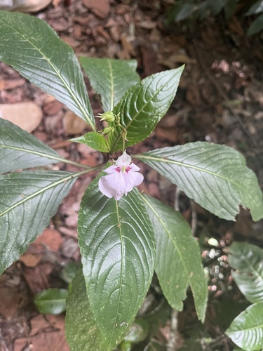 Impatiens teitensis image