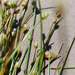 Isolepis setacea