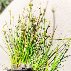 Isolepis setacea