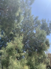 Tamarix aphylla