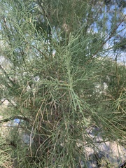 Tamarix aphylla