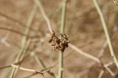 Deverra triradiata