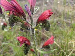 Echium creticum creticum