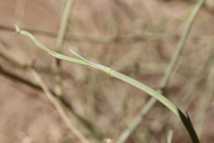 Deverra triradiata