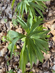 Helleborus viridis