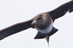 Parasitic Jaeger photo 2
