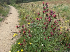 Echium creticum creticum
