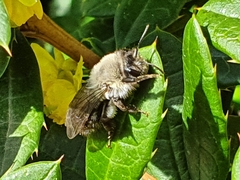 Andrena vaga