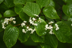 Viburnum setigerum