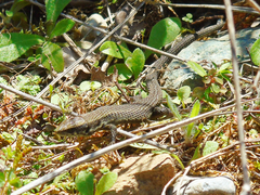 Algyroides moreoticus