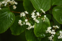 Viburnum setigerum