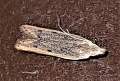 Mesophleps adustipennis